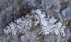 Biston betularia